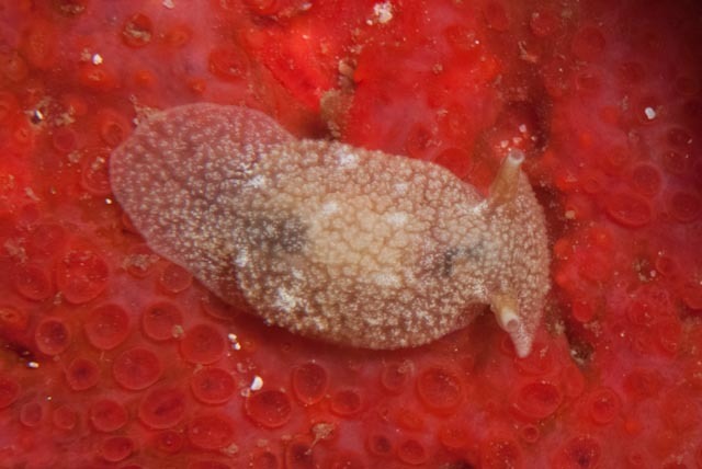 Dwarf Warty Pleurobranch
