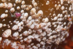 Notomegabalanus algicola