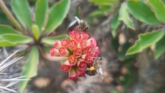 Apis mellifera