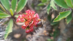 Apis mellifera