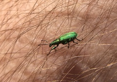 Phyllobius maculicornis