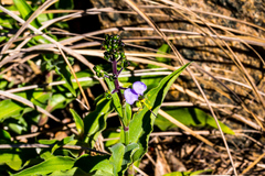 Aneilema brunneospermum