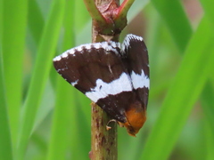 Buzara latizona