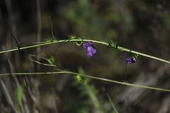 Neogaerrhinum strictum