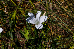 Barleria meyeriana