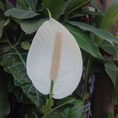 Spathiphyllum wallisii