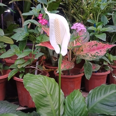 Spathiphyllum wallisii