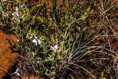 Barleria meyeriana