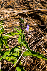 Aneilema brunneospermum