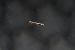 Hypatima spathota