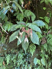 Hydrangea densifolia