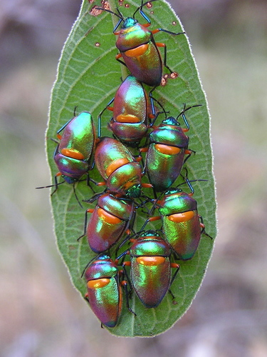 Green Jewel Bug