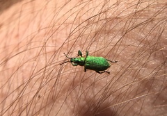 Phyllobius maculicornis