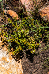 Crassula pellucida brachypetala