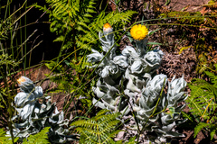 Helichrysum lesliei
