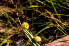 Hermannia grandistipula