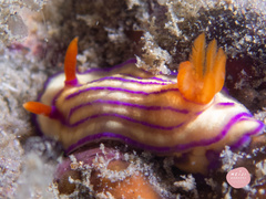 Hypselodoris whitei