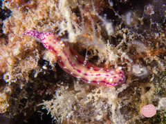 Hypselodoris maculosa