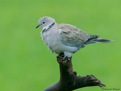 Streptopelia decaocto