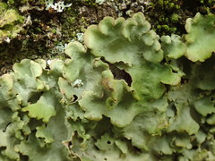 Sticta subcaperata