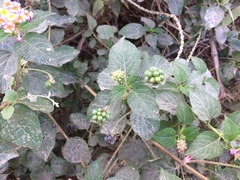 Lantana