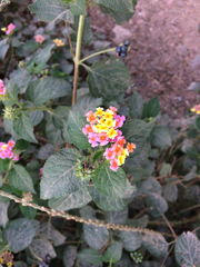 Lantana