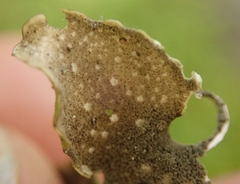 Sticta subcaperata