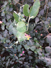 Lantana