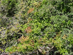 Cyphostemma quinatum