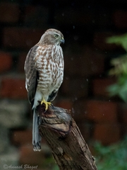 Accipiter badius