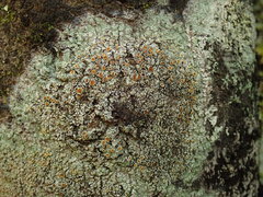 Brigantiaea chrysosticta