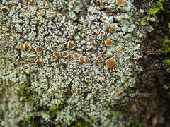 Brigantiaea chrysosticta