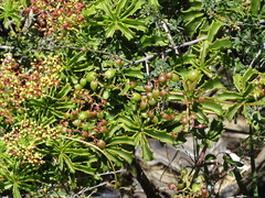 Cyphostemma quinatum