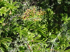 Cyphostemma quinatum