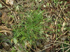 Poa matthewsii