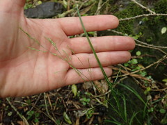 Poa matthewsii