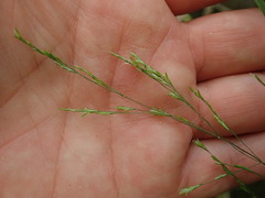 Poa matthewsii