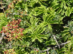 Cyphostemma quinatum