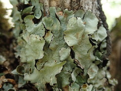 Parmotrema reparatum
