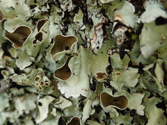 Parmotrema reparatum