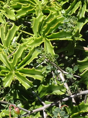 Cyphostemma quinatum