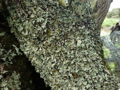 Parmotrema reparatum