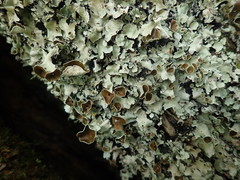 Parmotrema reparatum