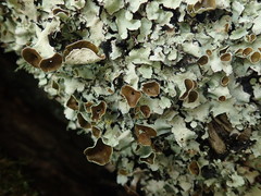 Parmotrema reparatum