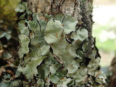 Parmotrema reparatum