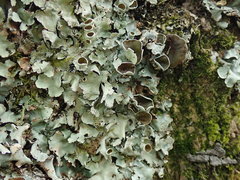 Parmotrema reparatum