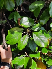 Brachyglottis rotundifolia rotundifolia