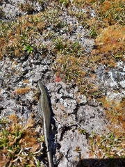 Oligosoma tekakahu