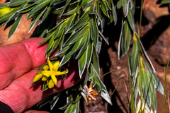 Lasiosiphon splendens