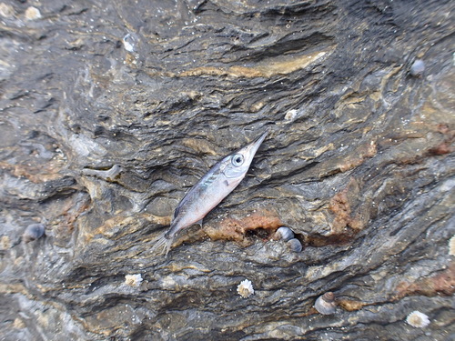 photo of Little Bellowsfish (Macroramphosus gracilis)